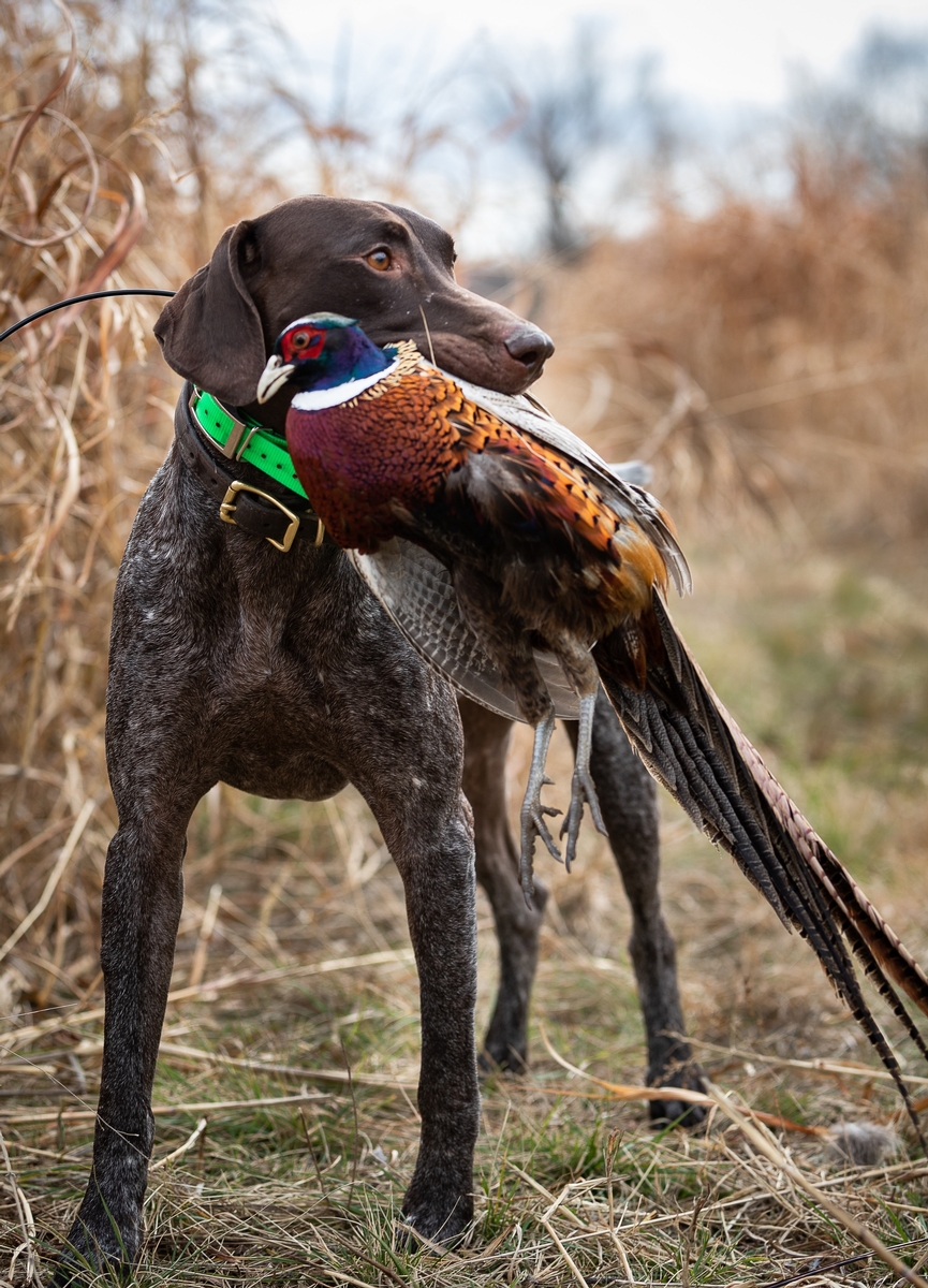 Orvis-Endorsed Hunts Orvis Endorsed Hunting